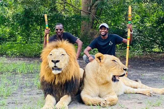 Réserve de Fathala — marche avec les lions — Sénégal